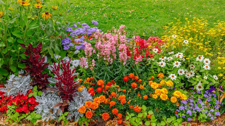 Assorted plants in garden