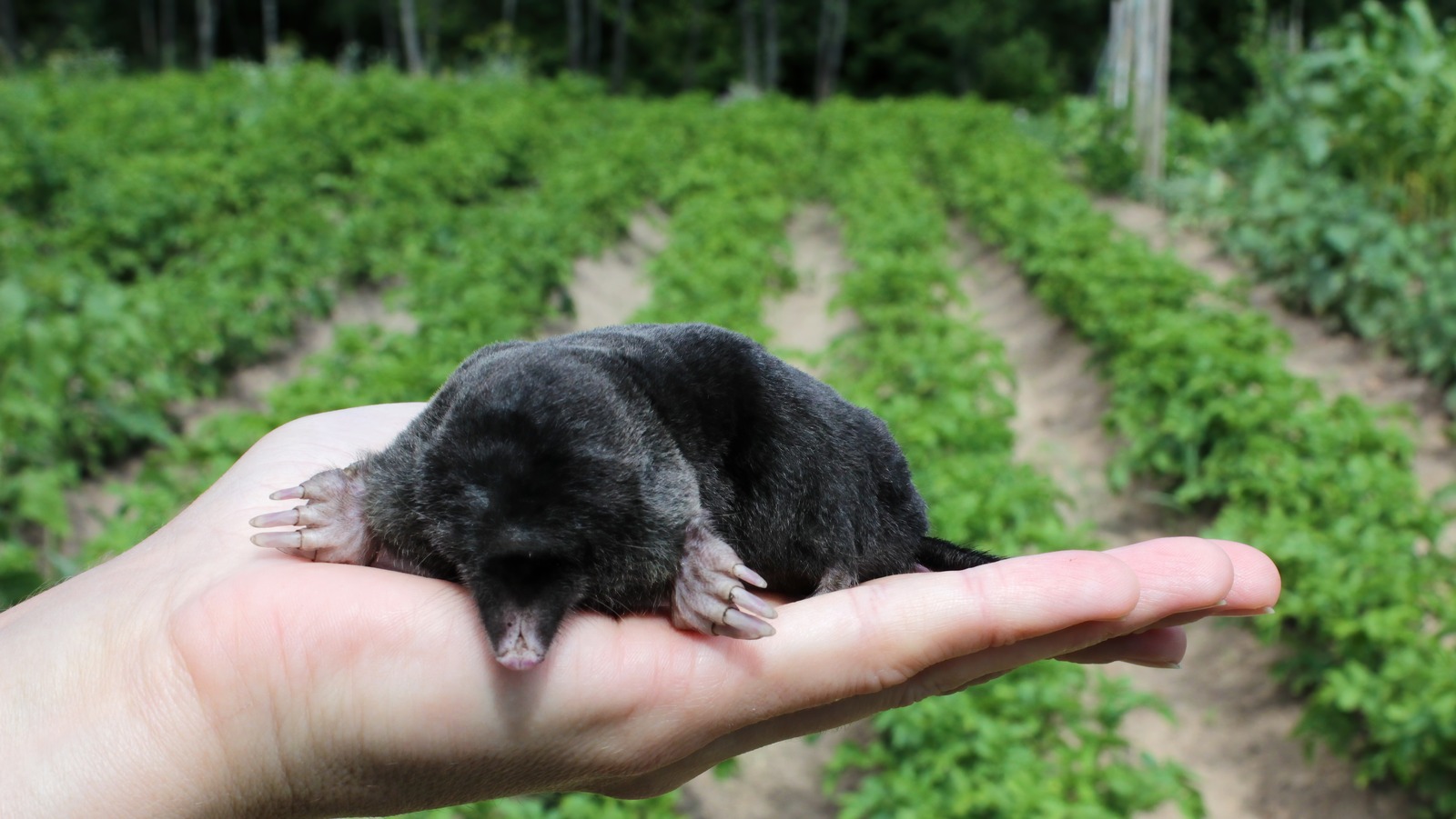 The Low Maintenance Flower That ll Keep Moles Out Of Your Yard And Garden how-to-get-rid-of-moles-and-voles-in-your-yard-youtube