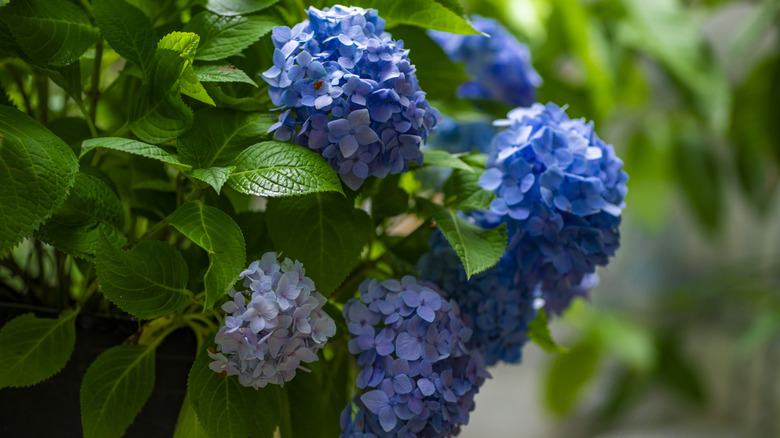 Light blue hydrangea blossoms against green leaves