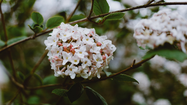 Closeup of white viburnum flowers growing from thin branches