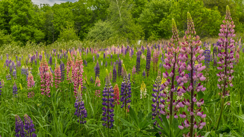 A multi-colored display of lupines