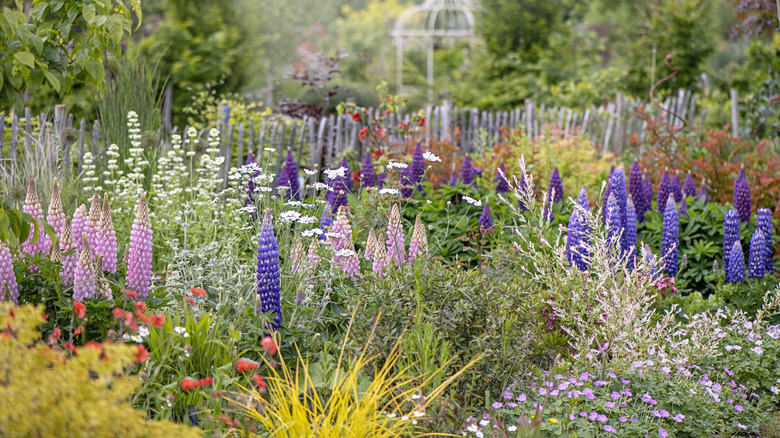 An attractive cottage-style garden with a variety of flowering plants