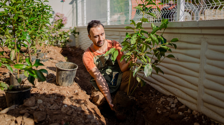 A man planting fruit trees in his garden