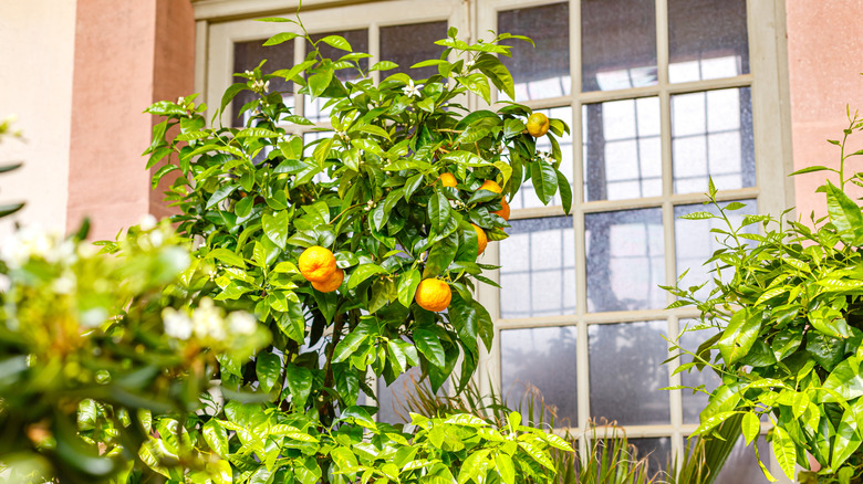 Small mandarin tree growing near a window outdoors
