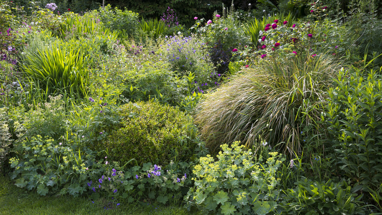 Shade garden with native grasses like sedge.