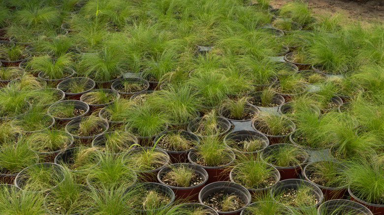 Containers of Pennsylvania sedge waiting to be planted