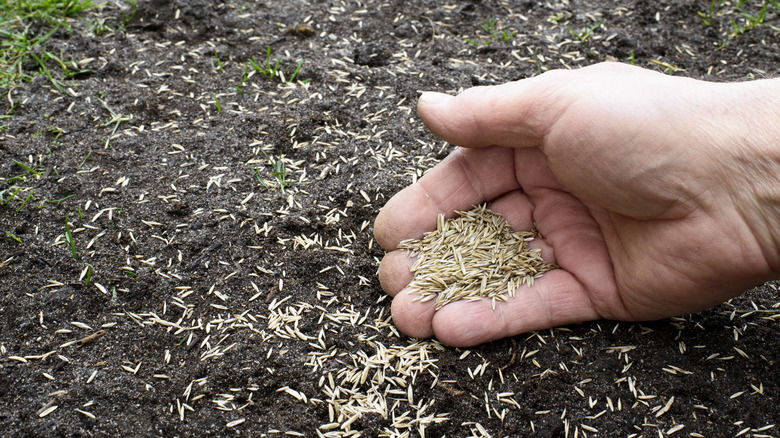 hand sowing grass seeds