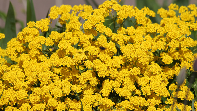 Yellow alyssums bloom with bright flowers.