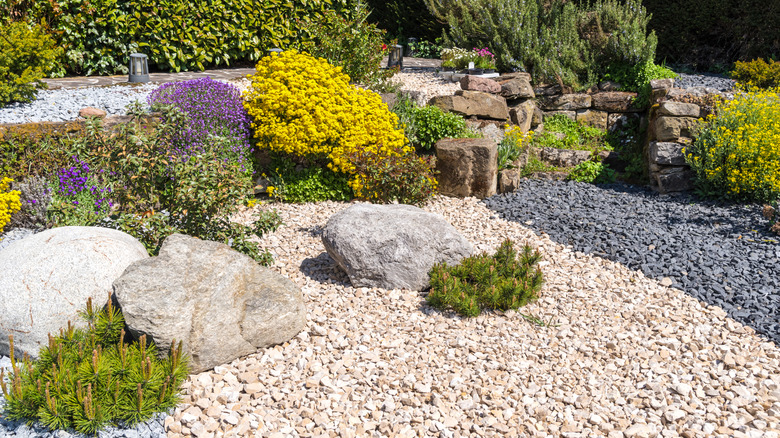 A rock garden blooms but would benefit from additional ground cover.