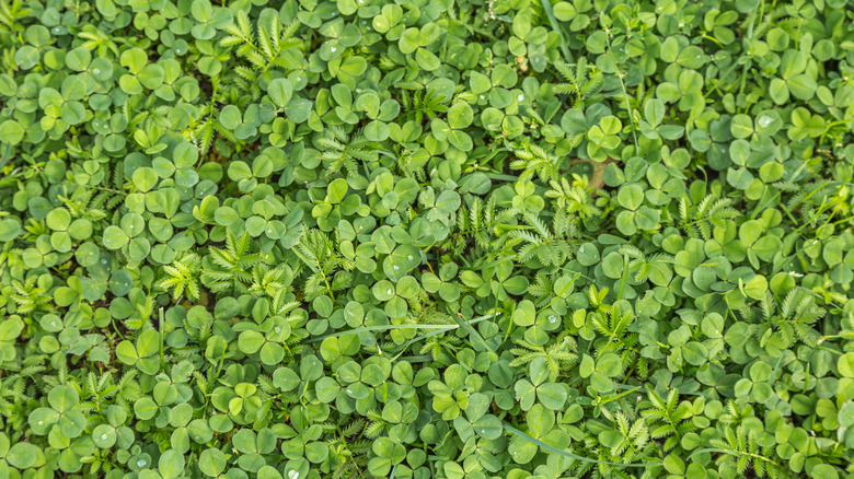 A close up of green healthy clover