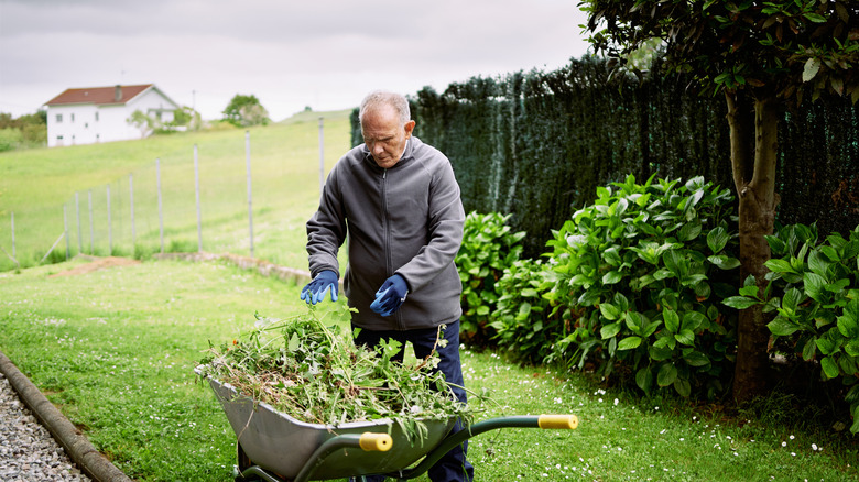 A person collecting weeds and putting them in a wheelbarrow