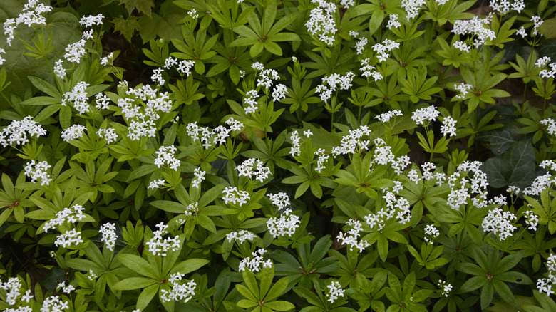 Sweet woodruff blooming prolifically in a shady garden area