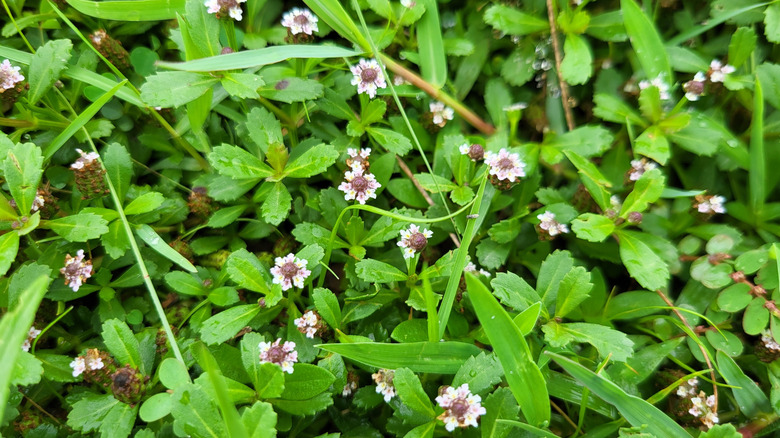 Close up of green, healthy Kurapia