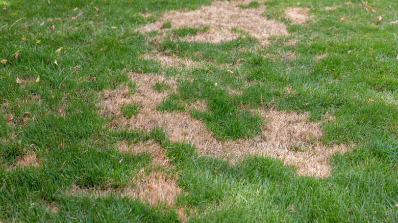 A patchy lawn with dead grass