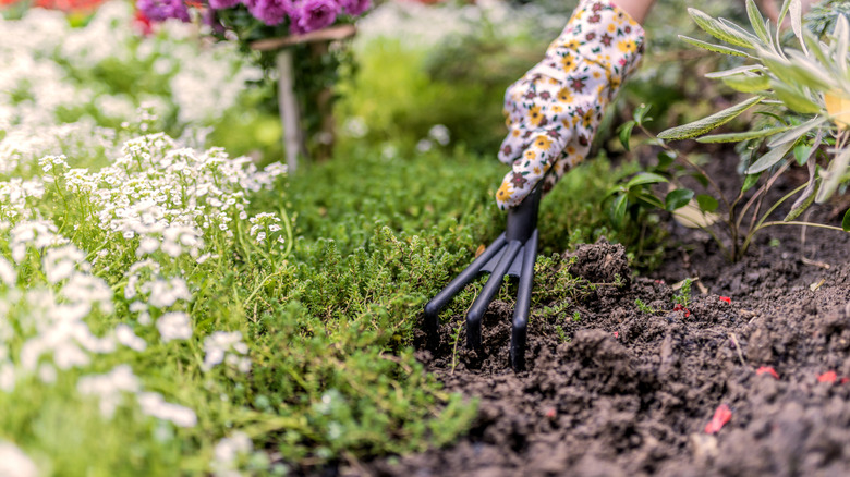Someone wearing a colorful flowery gardening glove, digging with a gardening fork around flowers and groundcover.