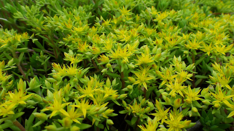 Sedum 'Fine Leaf Gold Stonecrop' dazzles with its yellow blooms