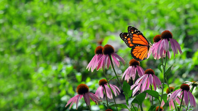 A monarch butterfly sits atop pink flowers in front of a fuzzy green backdrop.