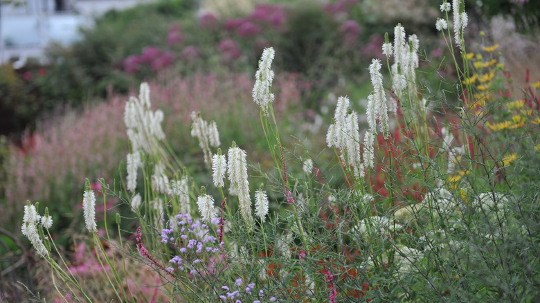 A crop of American burnet grows out in the wild, its distinct white flowers standing out amid other colorful blooms.