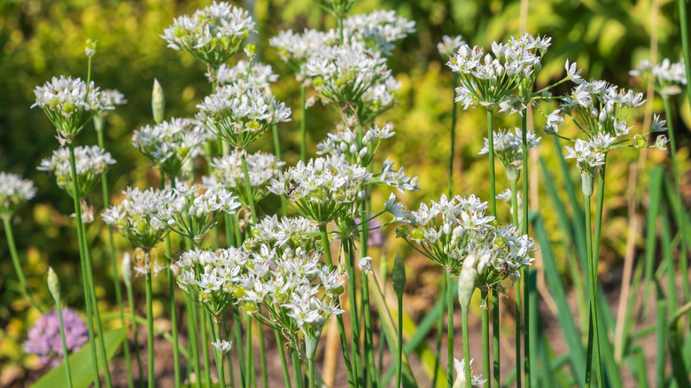 garlic chives