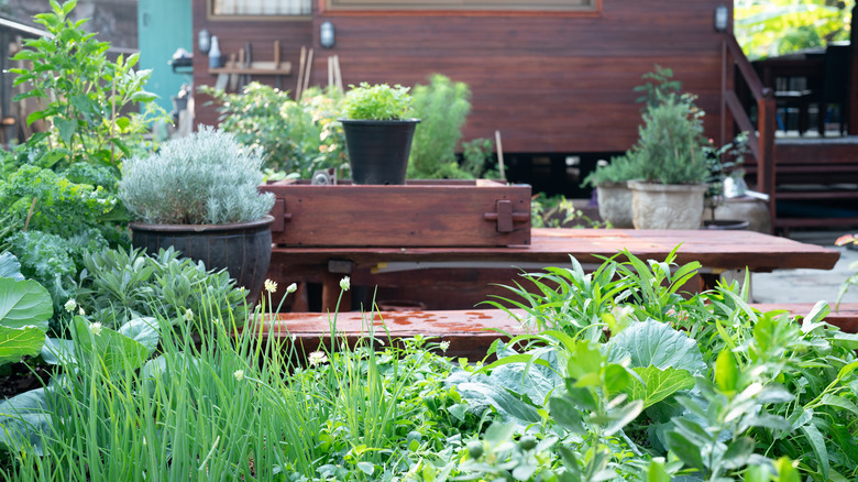 low-maintenance herb garden in raised garden bed outside