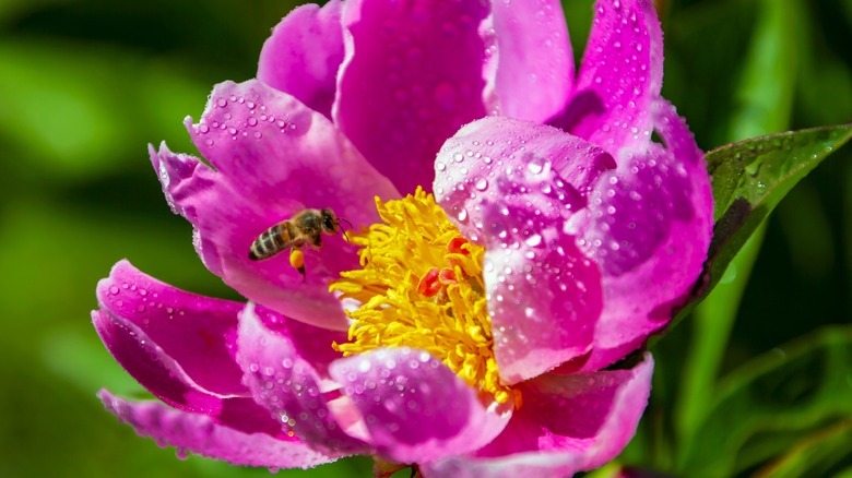 Bee in peony flower