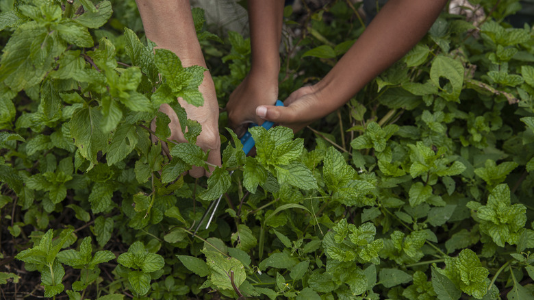 Mint plants