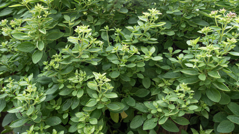 Green marjoram growing outside.
