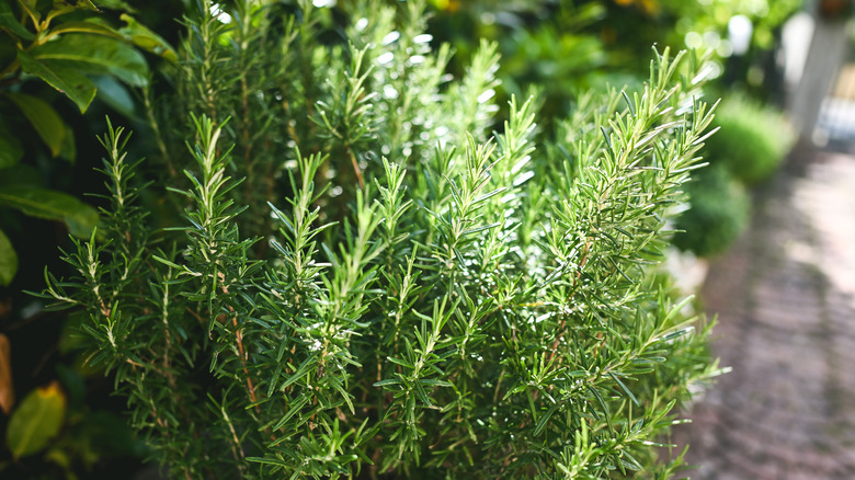 Green rosemary growing outdoors in the sun.