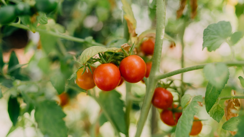 A cherry tomato plant holds a cluster of red tomatoes.