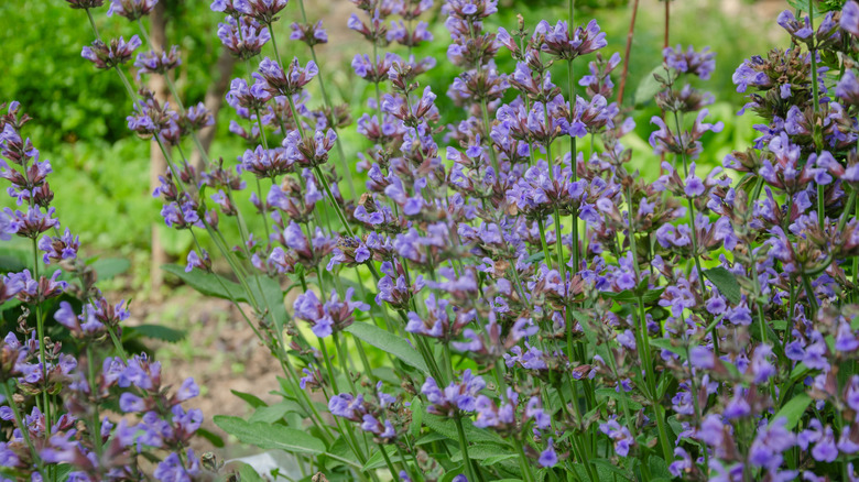 A garden sage is in full bloom with showy purple flowers.