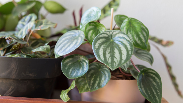 Peperomia plants on a shelf close up