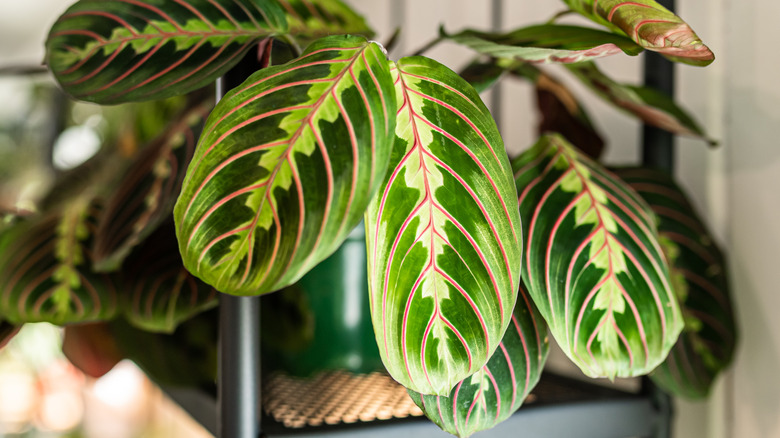 close up on prayer plant