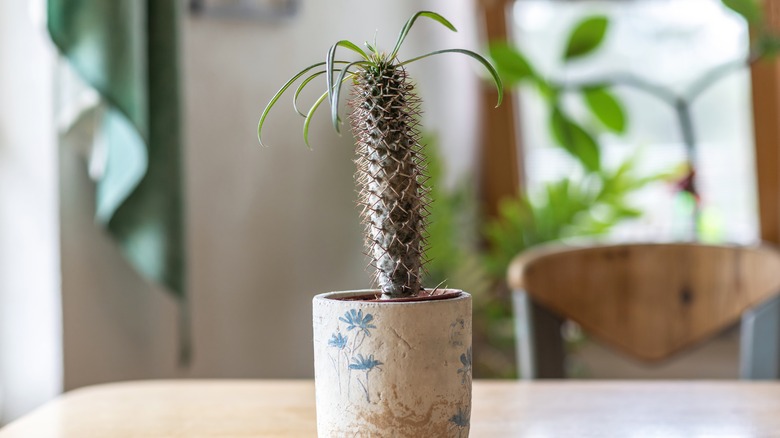 small Madagascar palm plant