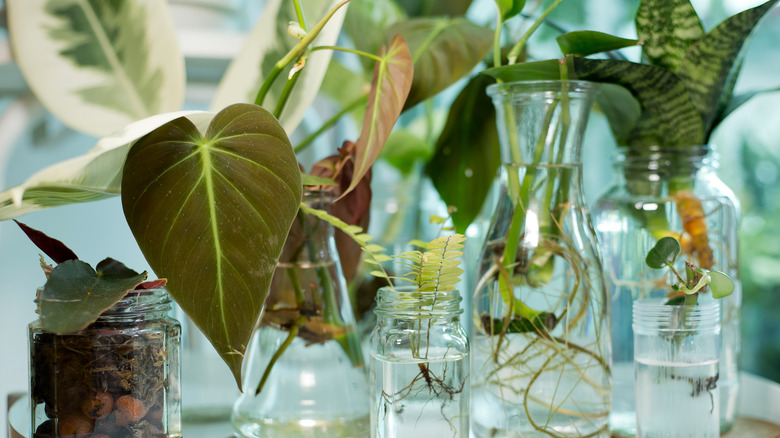 plants growing in glass jars