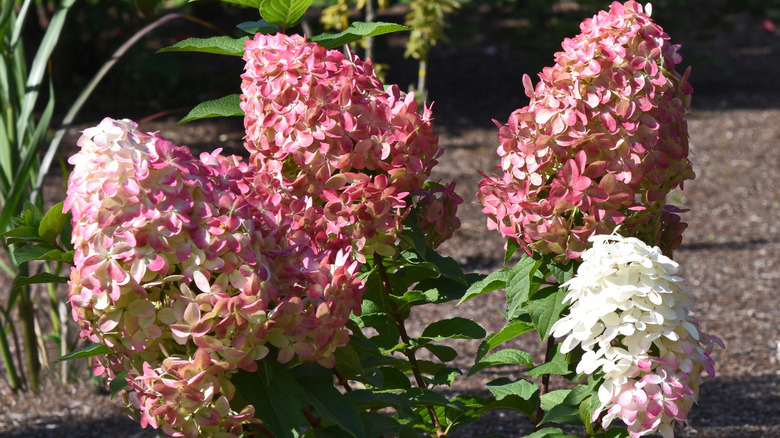 A quick fire fab hydrangea with pink and white blossoms planted in a garden