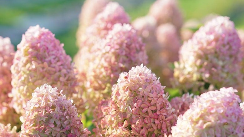 Light pink 'Quick Fire Fab' hydrangea flower blossoms