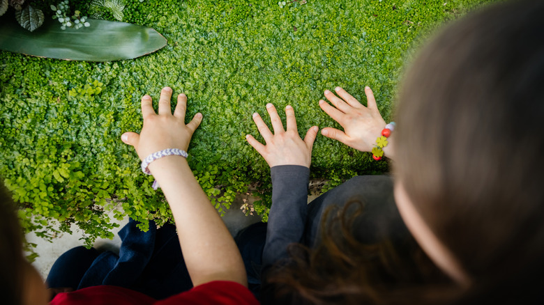 Children touching a blanket of moss