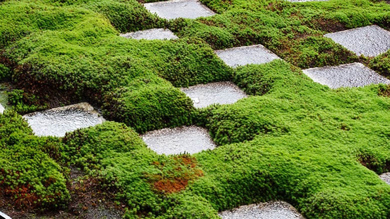 Thick moss growing between paving stones