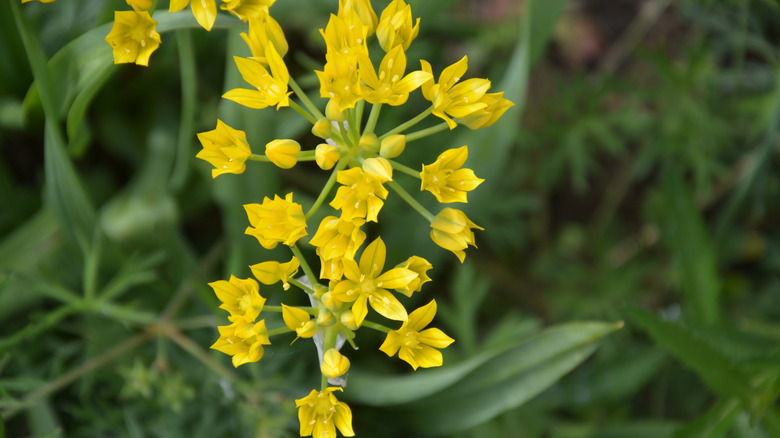 Yellow lily leeks growing in garden