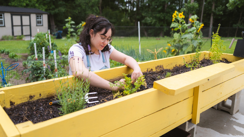 A woman planting flowers in a raised garden bed