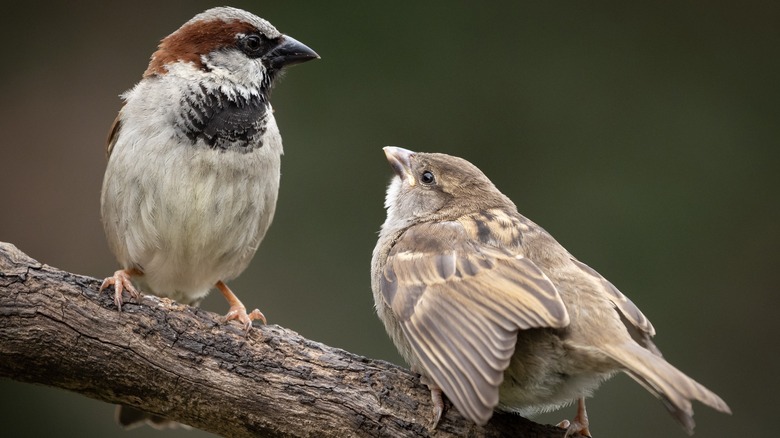 two birds on tree branch