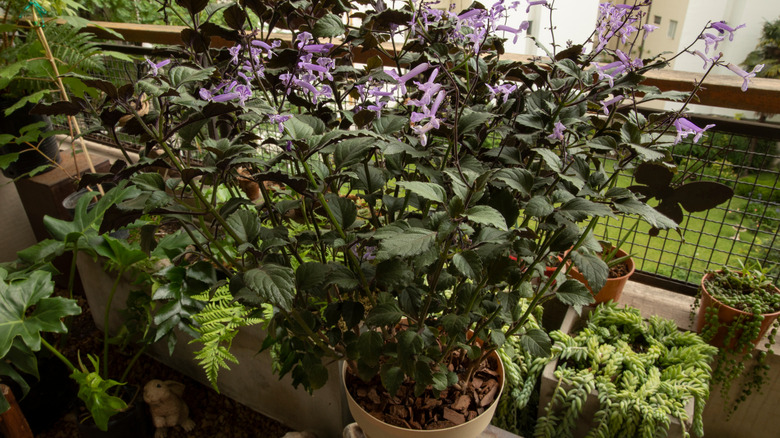 'Mona Lavender' growing in a pot on a balcony