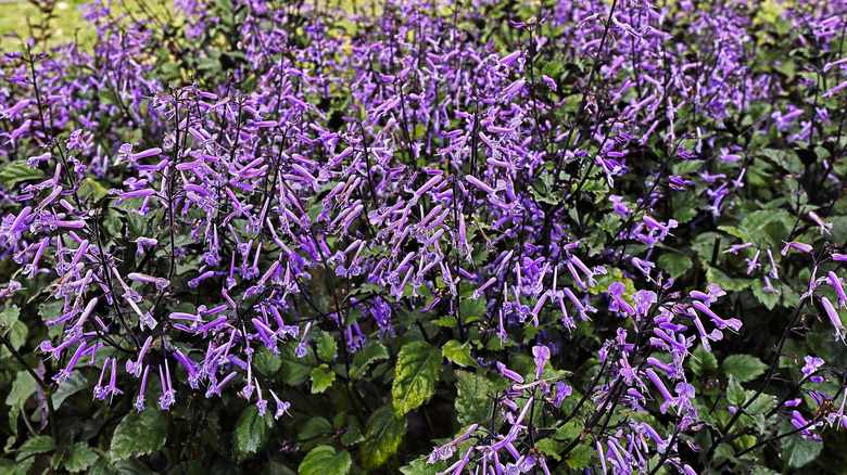 'Mona Lavender' growing in a garden