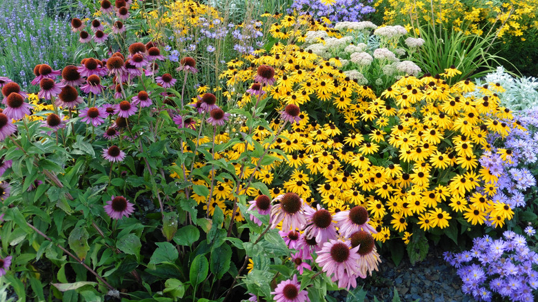 Colorful perennial flowers growing in garden