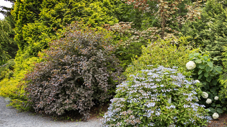Several flowering and non-flowering bushes and shrubs