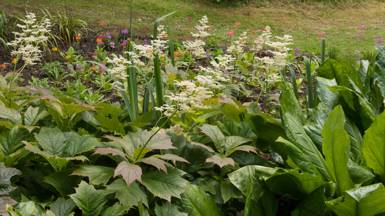 Rodger's flower in a bog garden