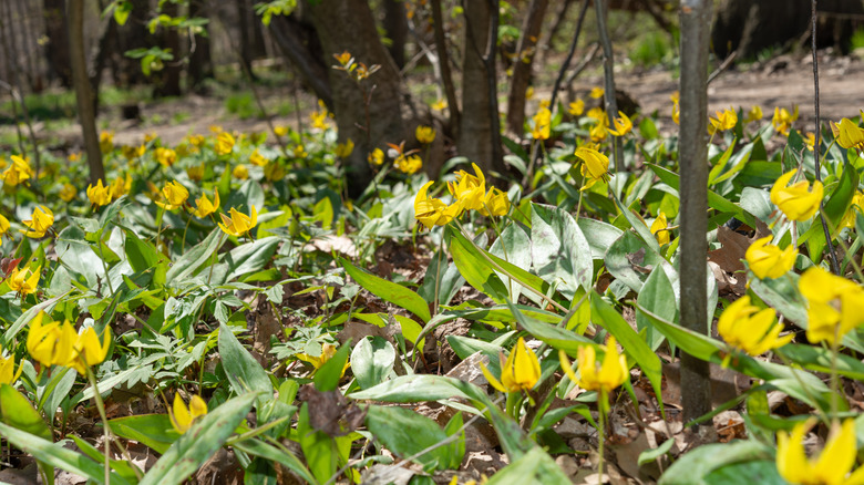A collection of trout lilies growing under the shade of tall trees and showing off their pretty yellow blooms