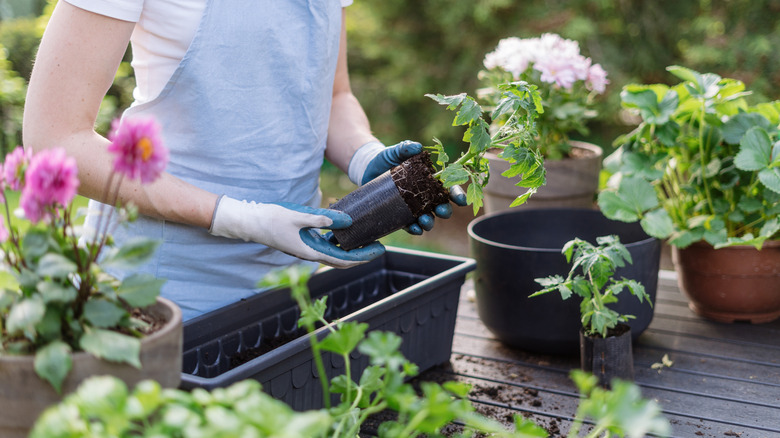 A gardener potting up plants for her container garden