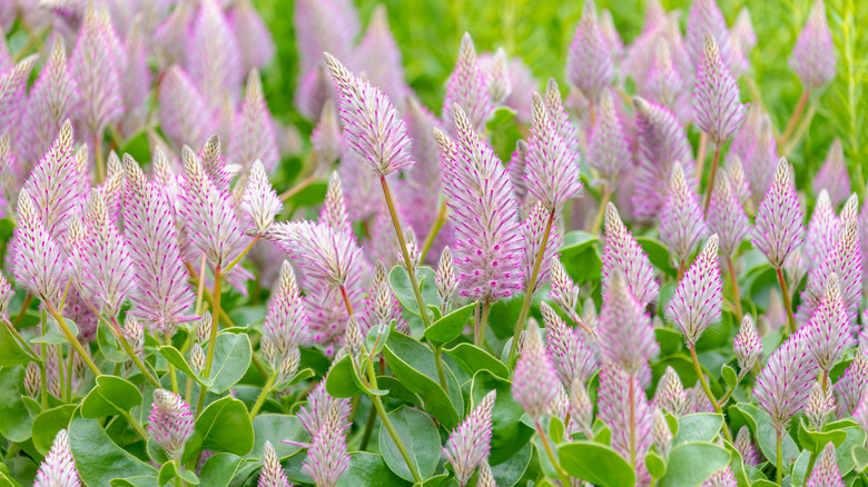 Closeup of the stunning pink Ptilotus flowers