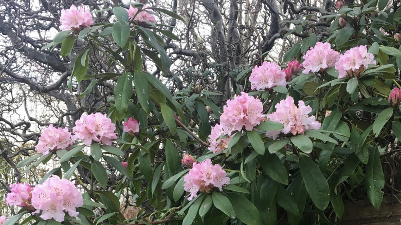 Christmas Cheer rhododendrons
